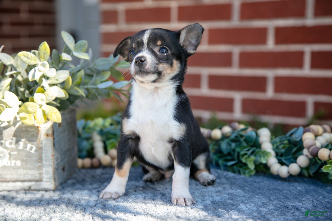 Chihuahua dogs for sale: Punk - Ad 3