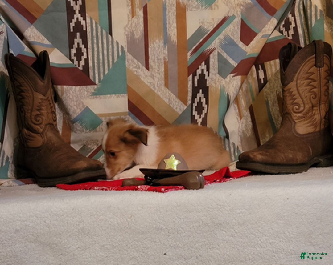 Shetland Sheepdog dogs for sale: Skippy - Ad 3