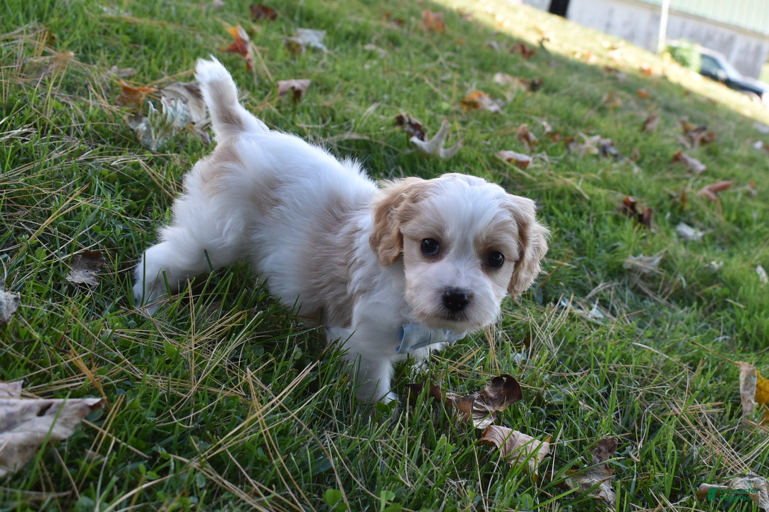 Cavachon dogs Carter - Ad 1