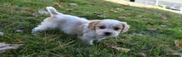 Cavachon dogs for sale: Carter - Ad 1