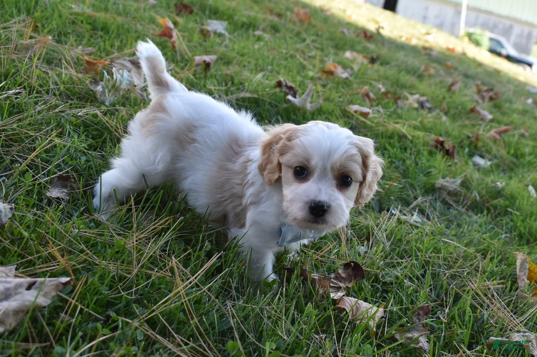Cavachon dogs for sale: Carter - Ad 1