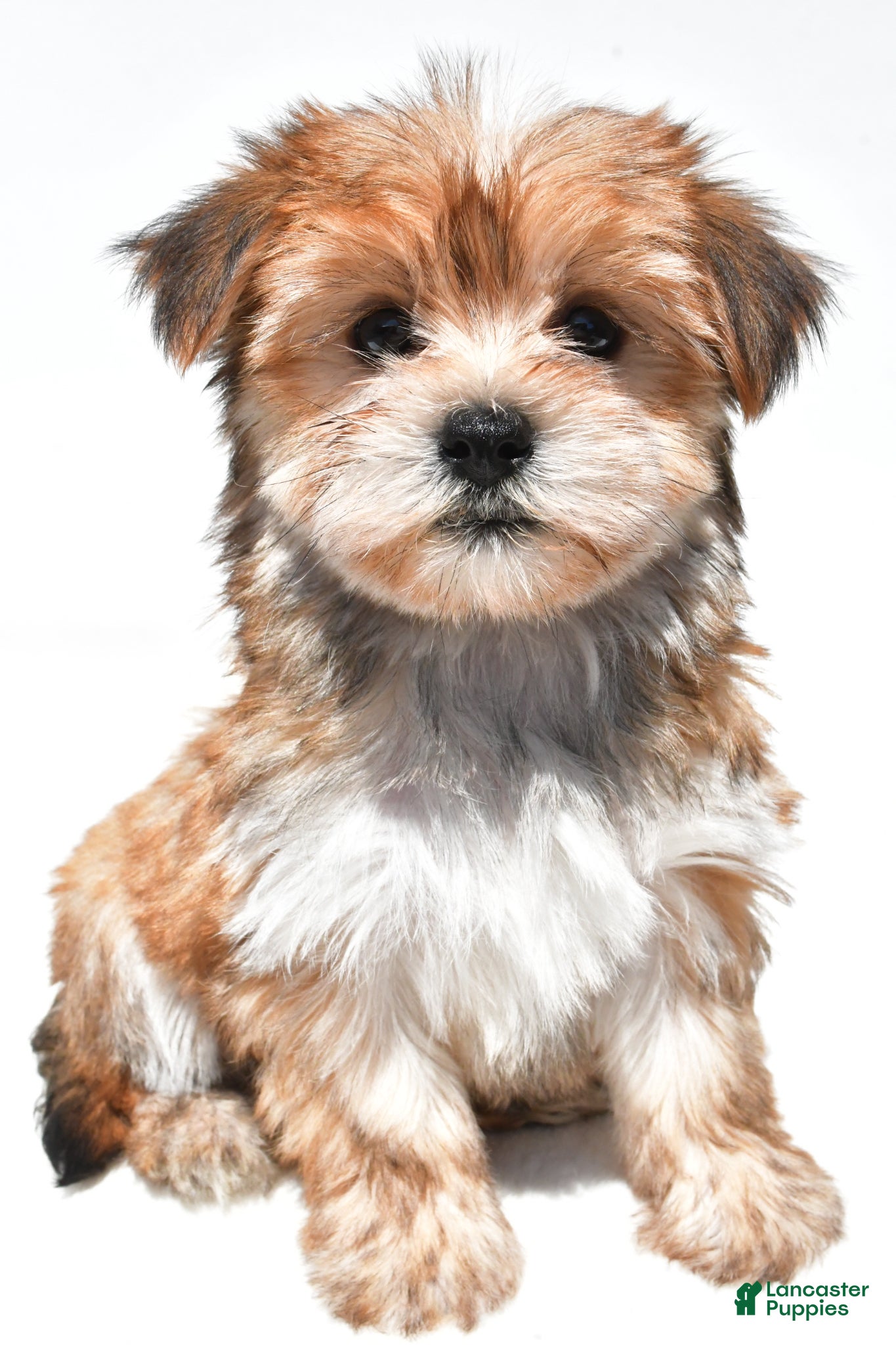 Morkie dogs Millie - Ad 1