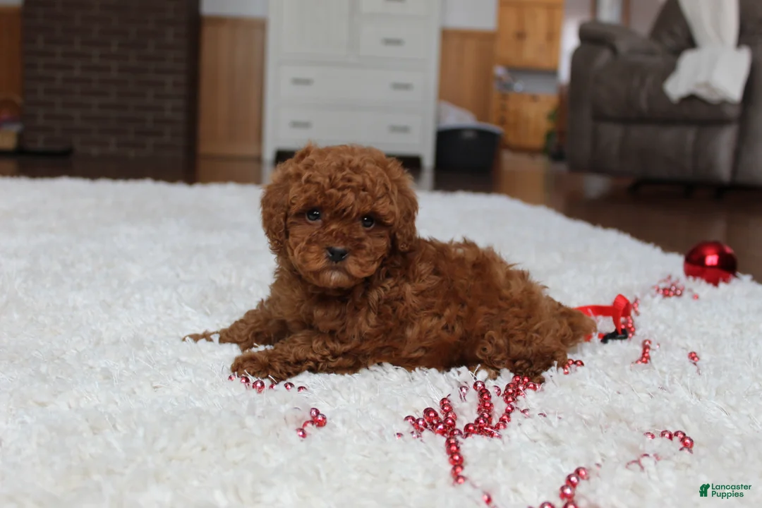 Toy Poodle dogs for sale: Tiny Asher - Ad 8