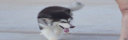 Alaskan Malamute dogs for sale: Xiao Hong - Ad 29