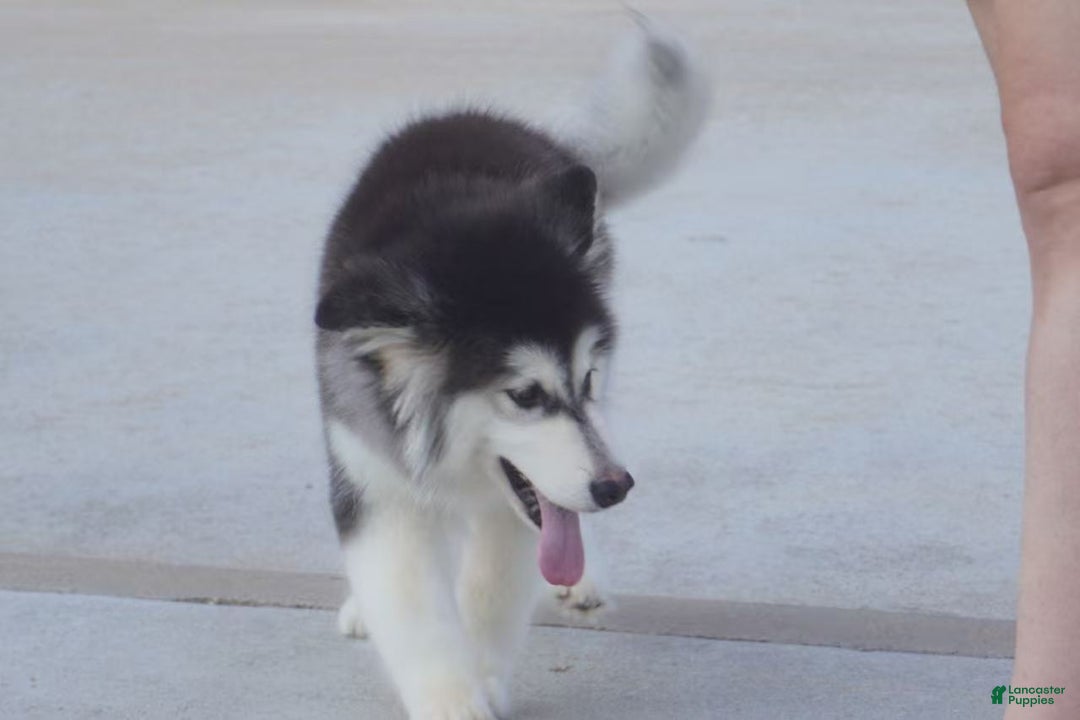 Alaskan Malamute dogs for sale: Xiao Hong - Ad 29