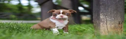 Boston Terrier dogs for sale: Ember - Ad 4