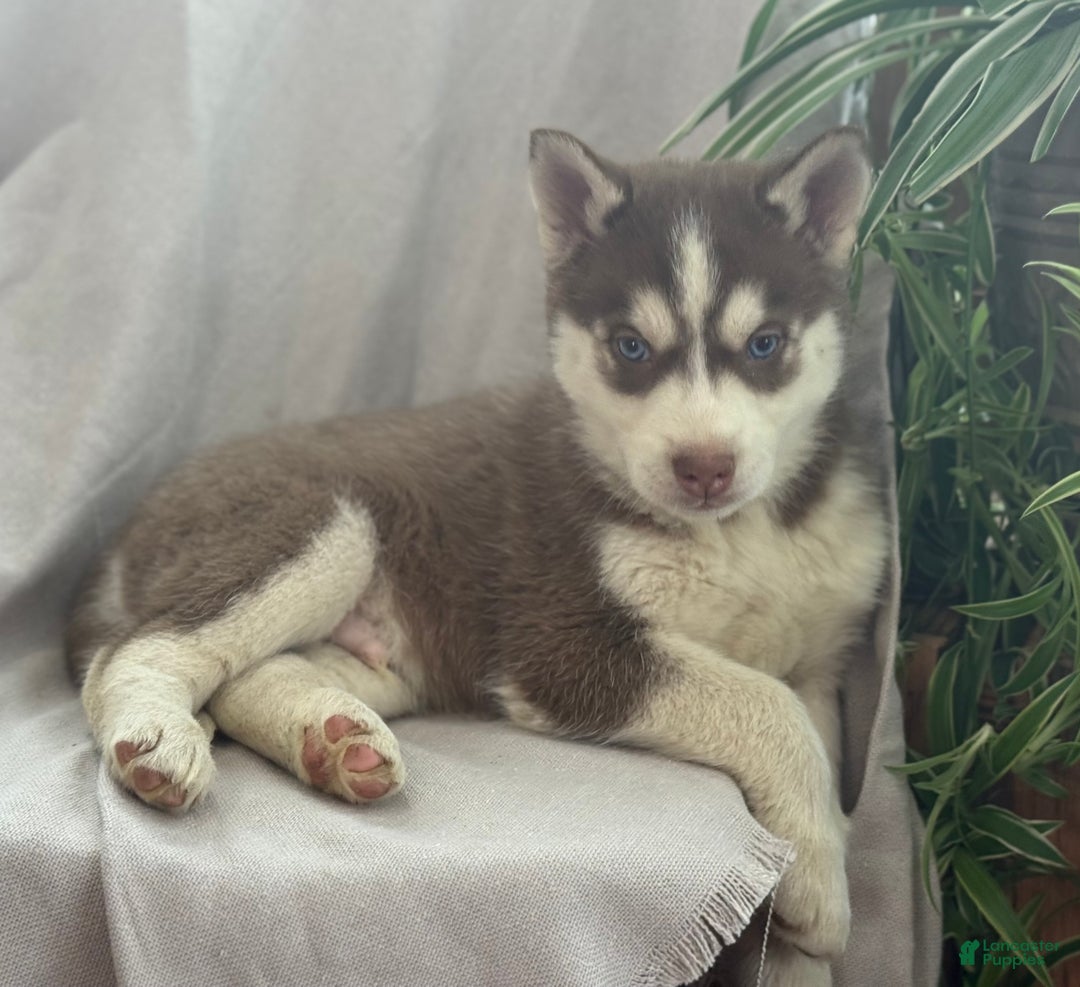 Siberian Husky dogs for sale: Louie - Ad 7