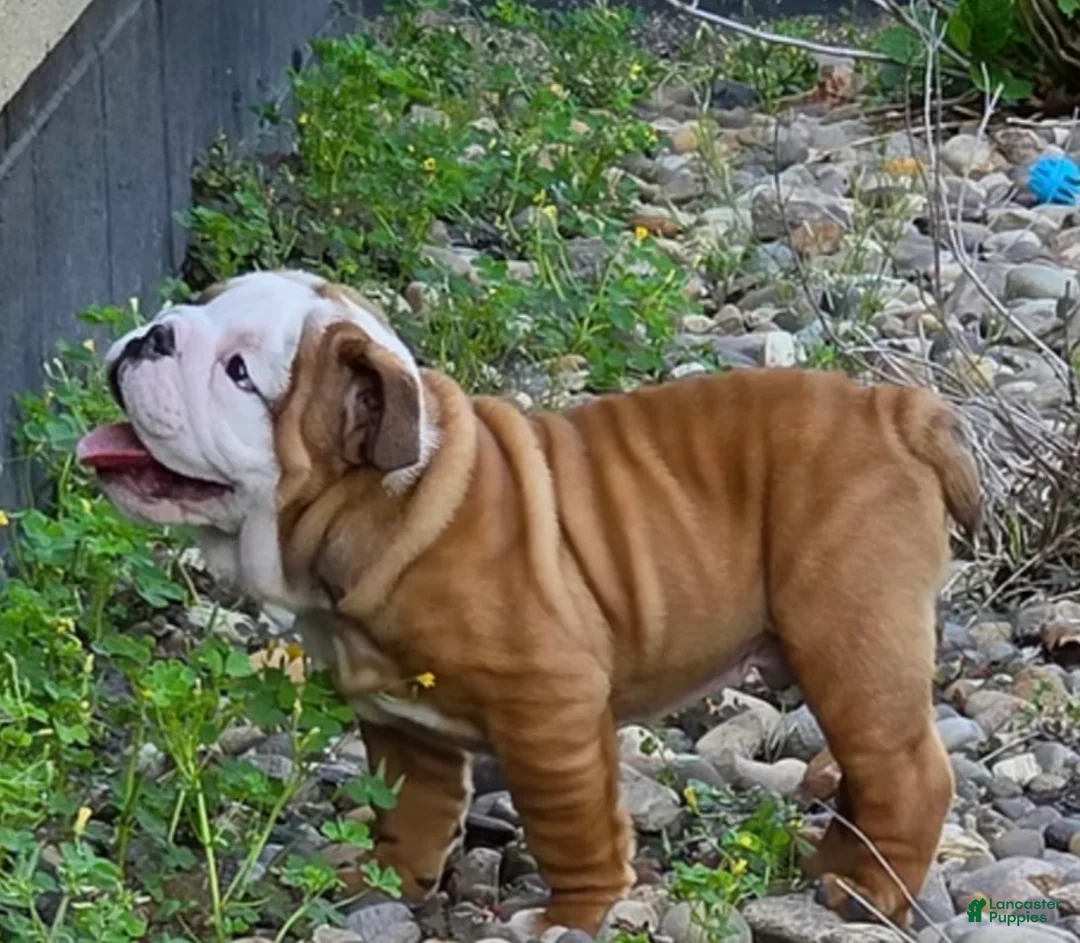 English Bulldog dogs for sale: ASAP - Ad 21