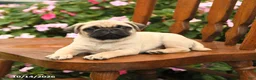 Pug dogs for sale: Spice - Ad 2
