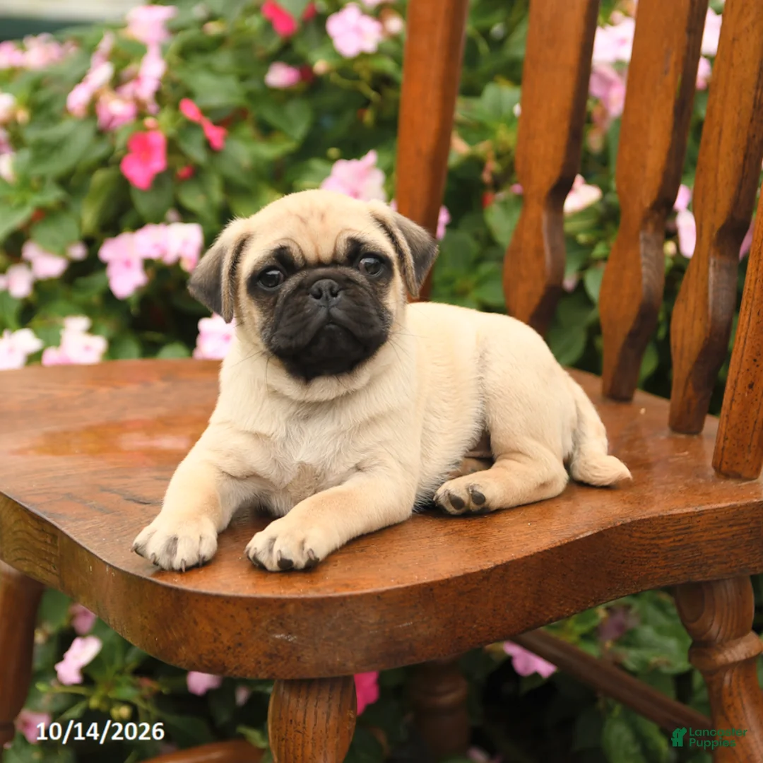 Pug dogs for sale: Spice - Ad 2