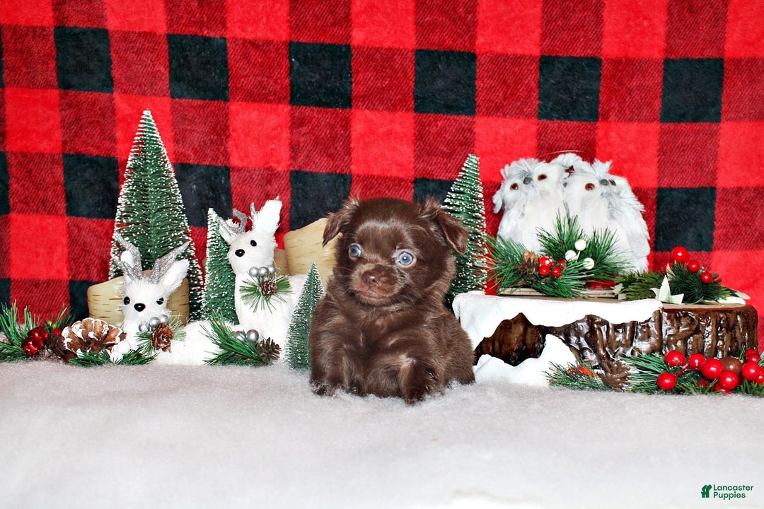 Chihuahua dogs for sale: Whistler - Ad 1