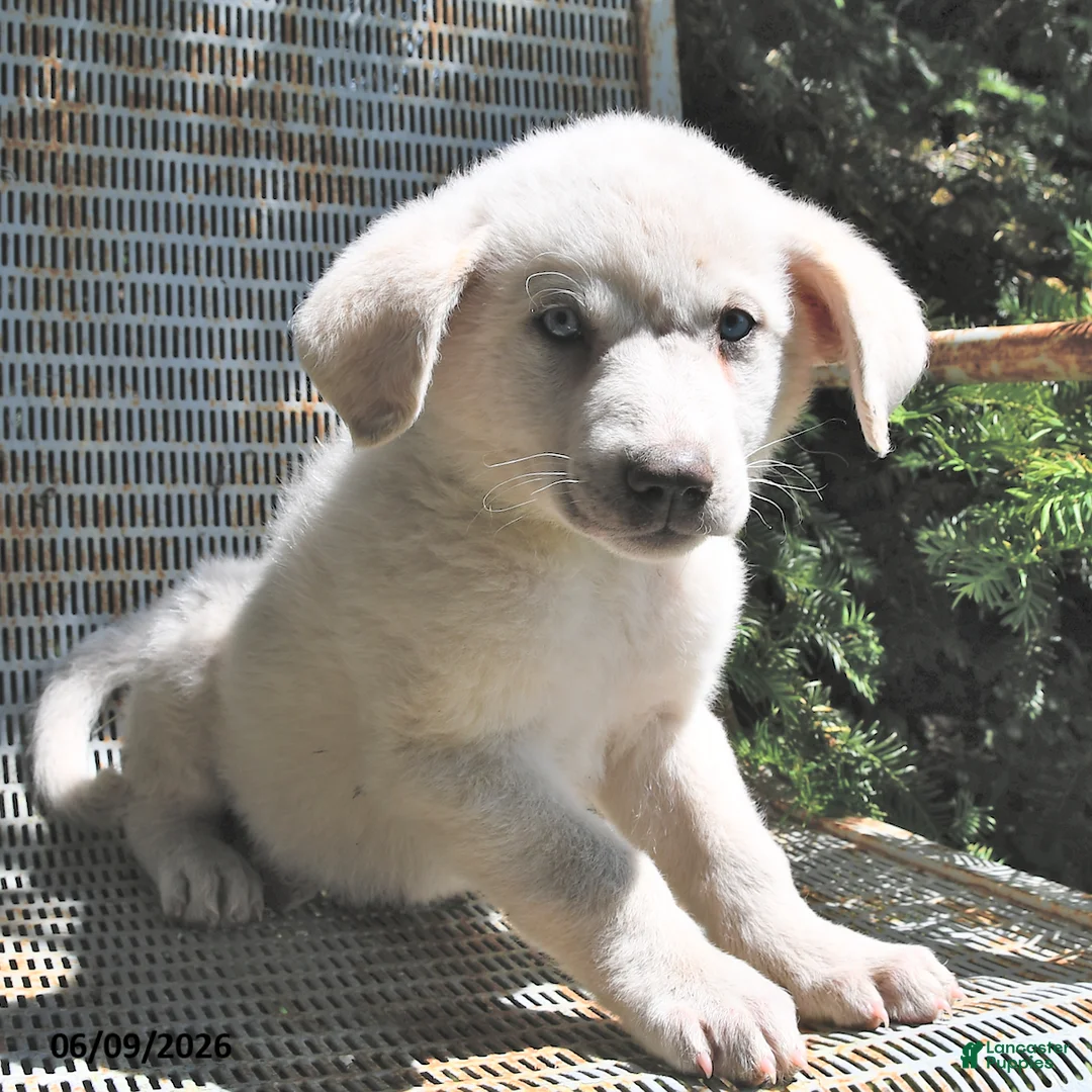 Great Pyrenees dogs for sale: Lady - Ad 1