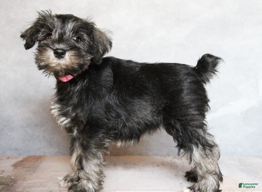 Miniature Schnauzer dogs for sale: Remi - Ad 2