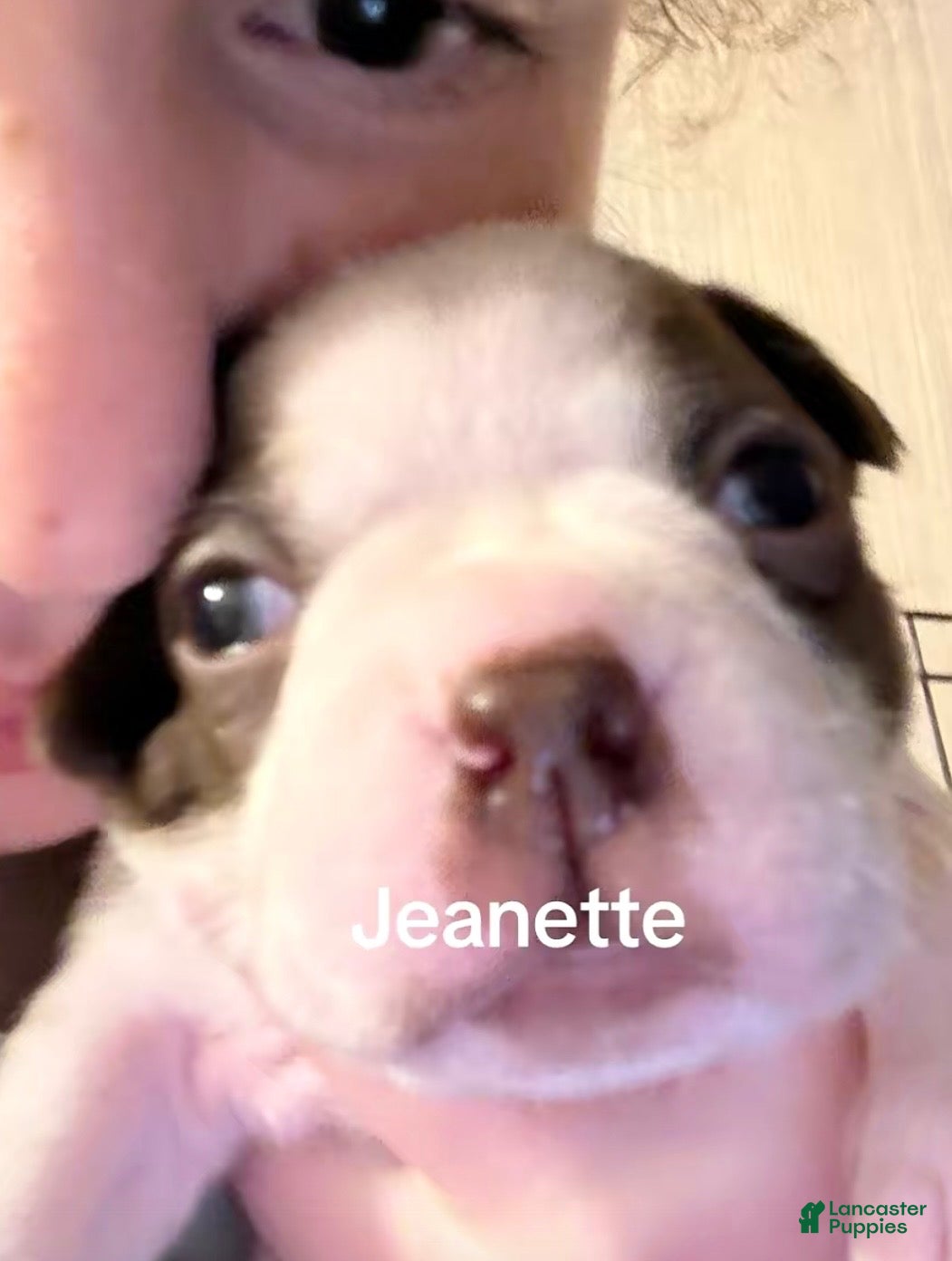 Boston Terrier dogs Jeanette - Ad 27