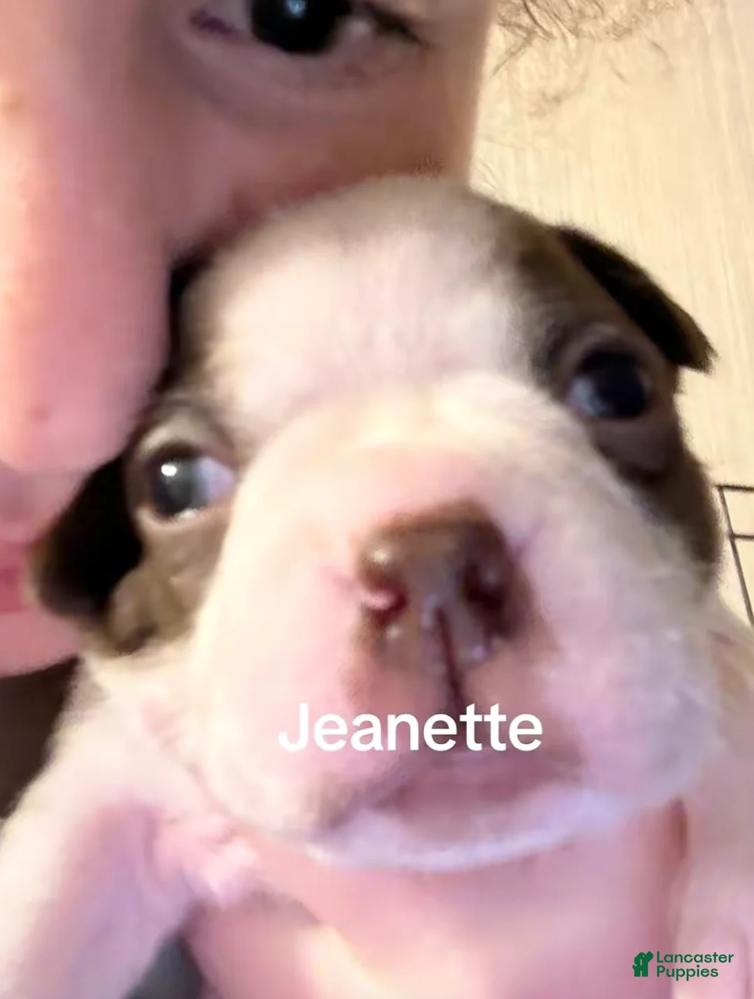 Boston Terrier dogs for sale: Jeanette - Ad 1