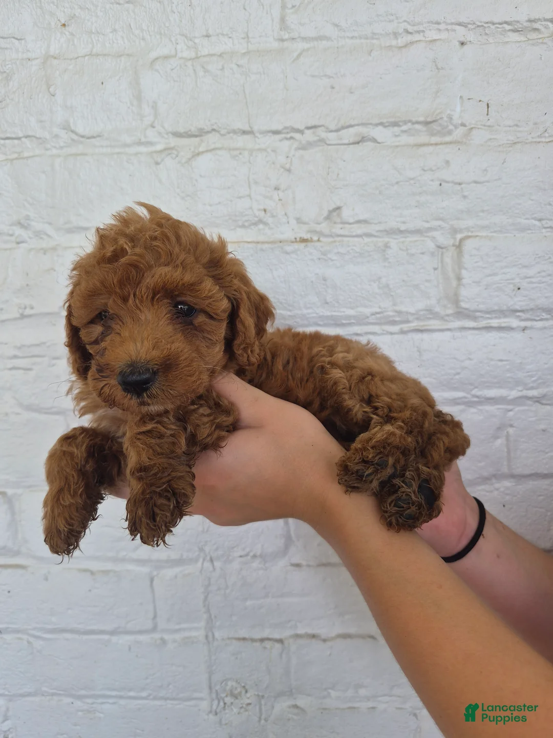 Mini Goldendoodle dogs for sale: Mari - Ad 14