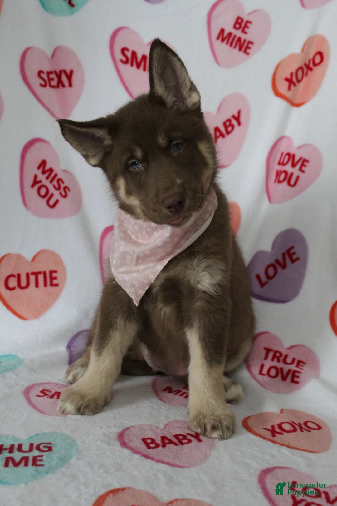 Gerberian Shepsky dogs for sale: 1 Pink - Ad 1