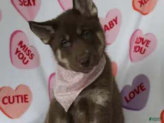 Gerberian Shepsky dogs 1 Pink - Ad 15