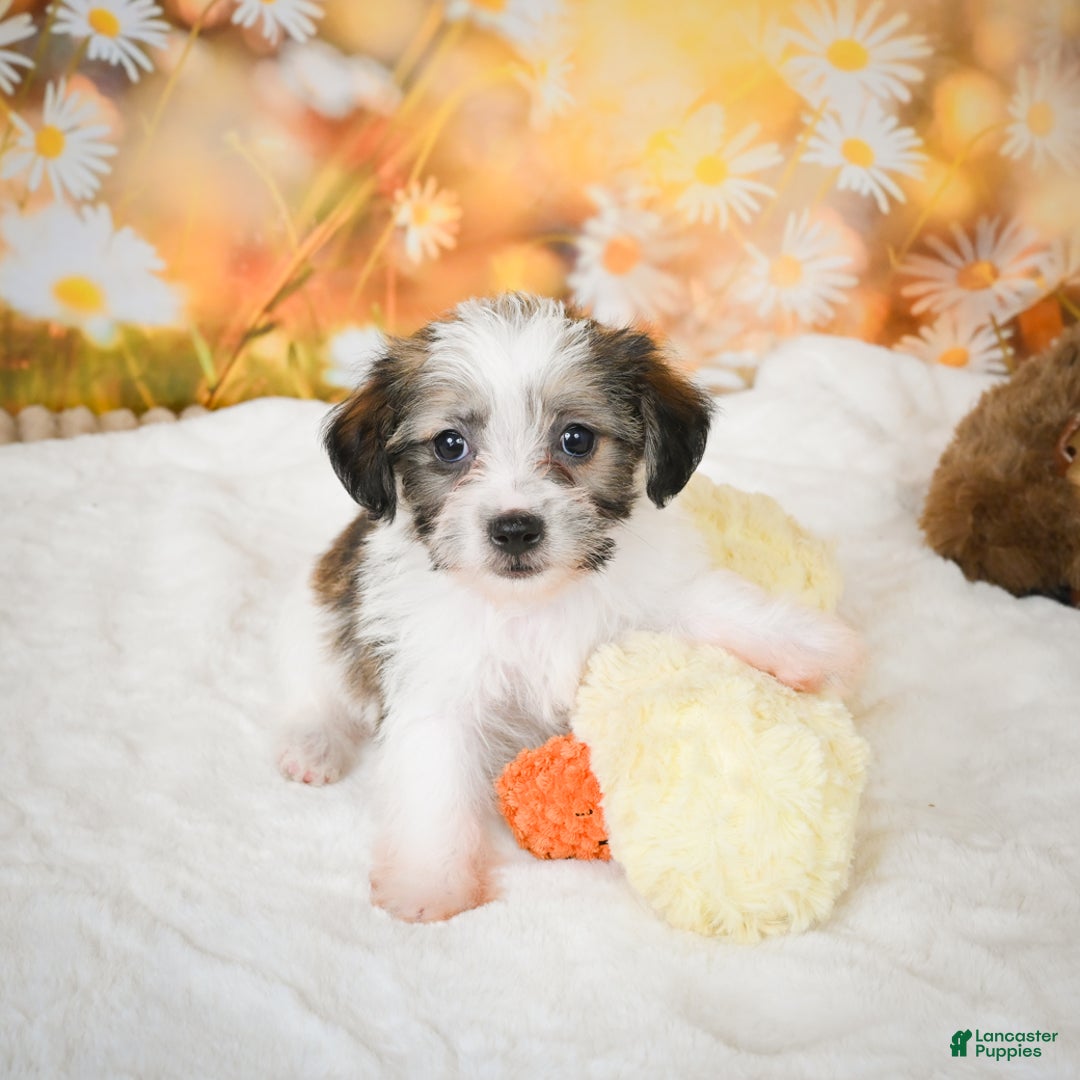 Yorkiepoo dogs for sale: Odal - Ad 10