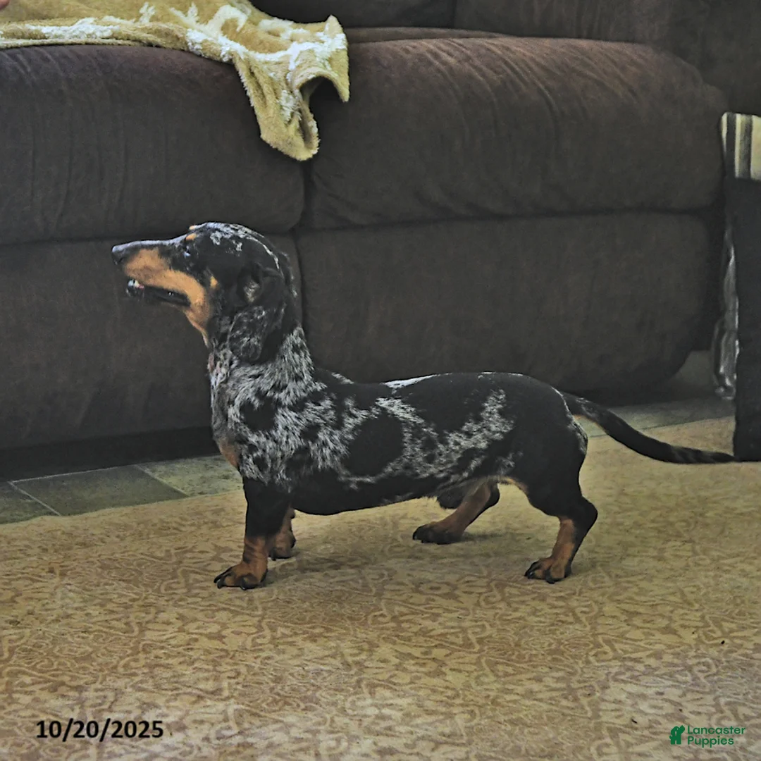 Miniature Dachshund dogs for sale: Ellie - Ad 7