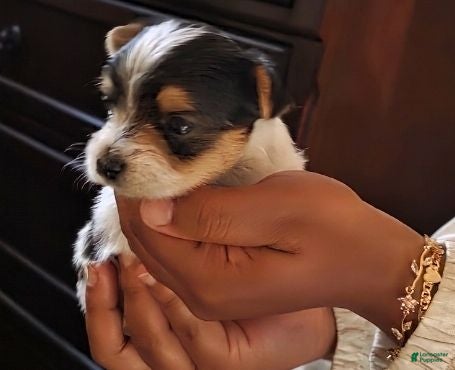 Yorkshire Terrier dogs Yorkshire Terrier 1 - Ad 35