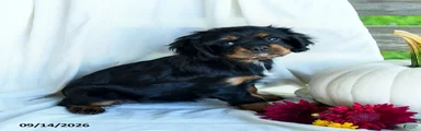 Petunia