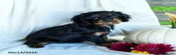 Cavalier King Charles Spaniel dogs for sale: Petunia - Ad 1