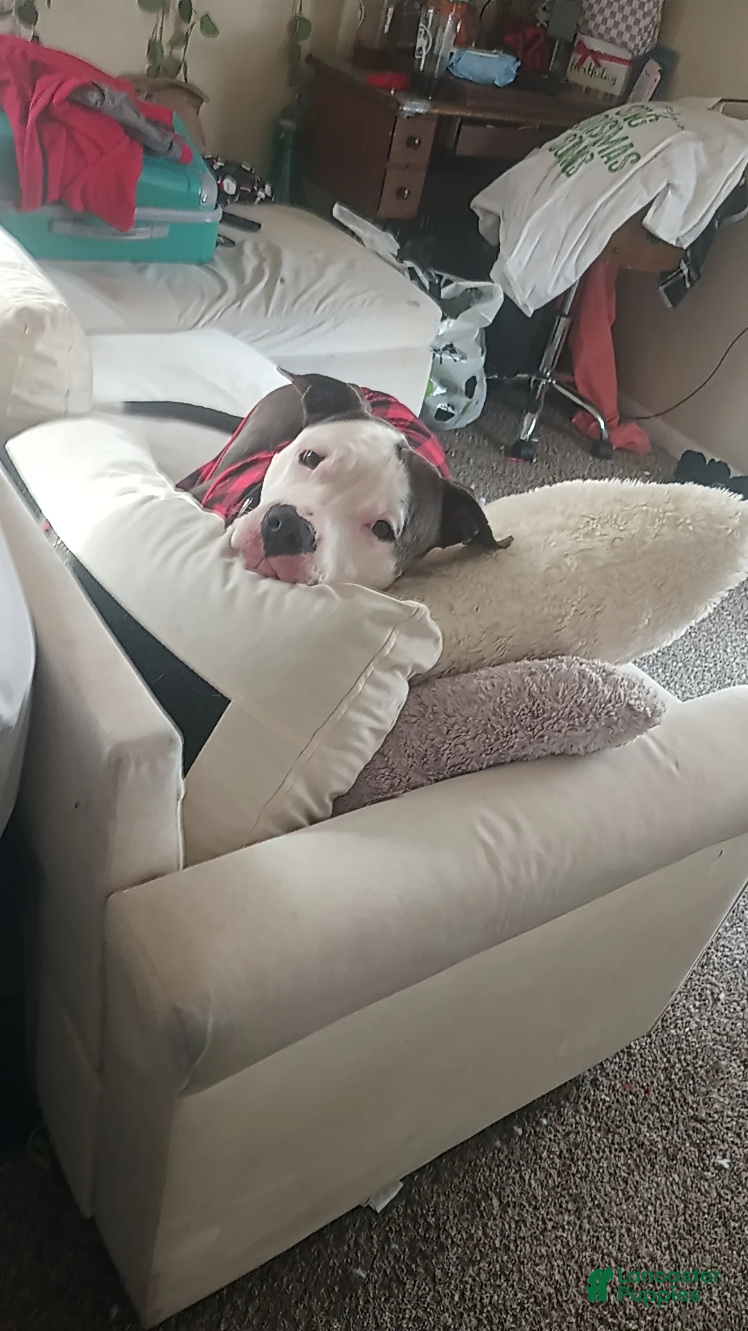 American Pit Bull Terrier dogs for stud: ONE DOG - Ad 4