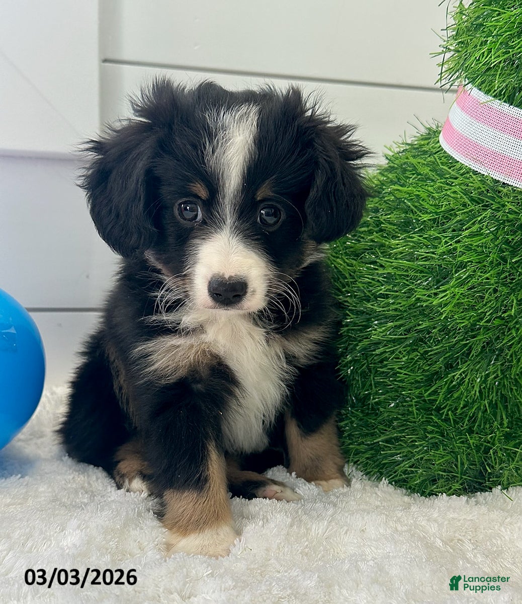 Miniature Australian Shepherd dogs Duke - Ad 1