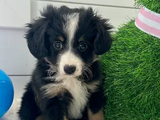 Miniature Australian Shepherd dogs for sale: Duke - Ad 1