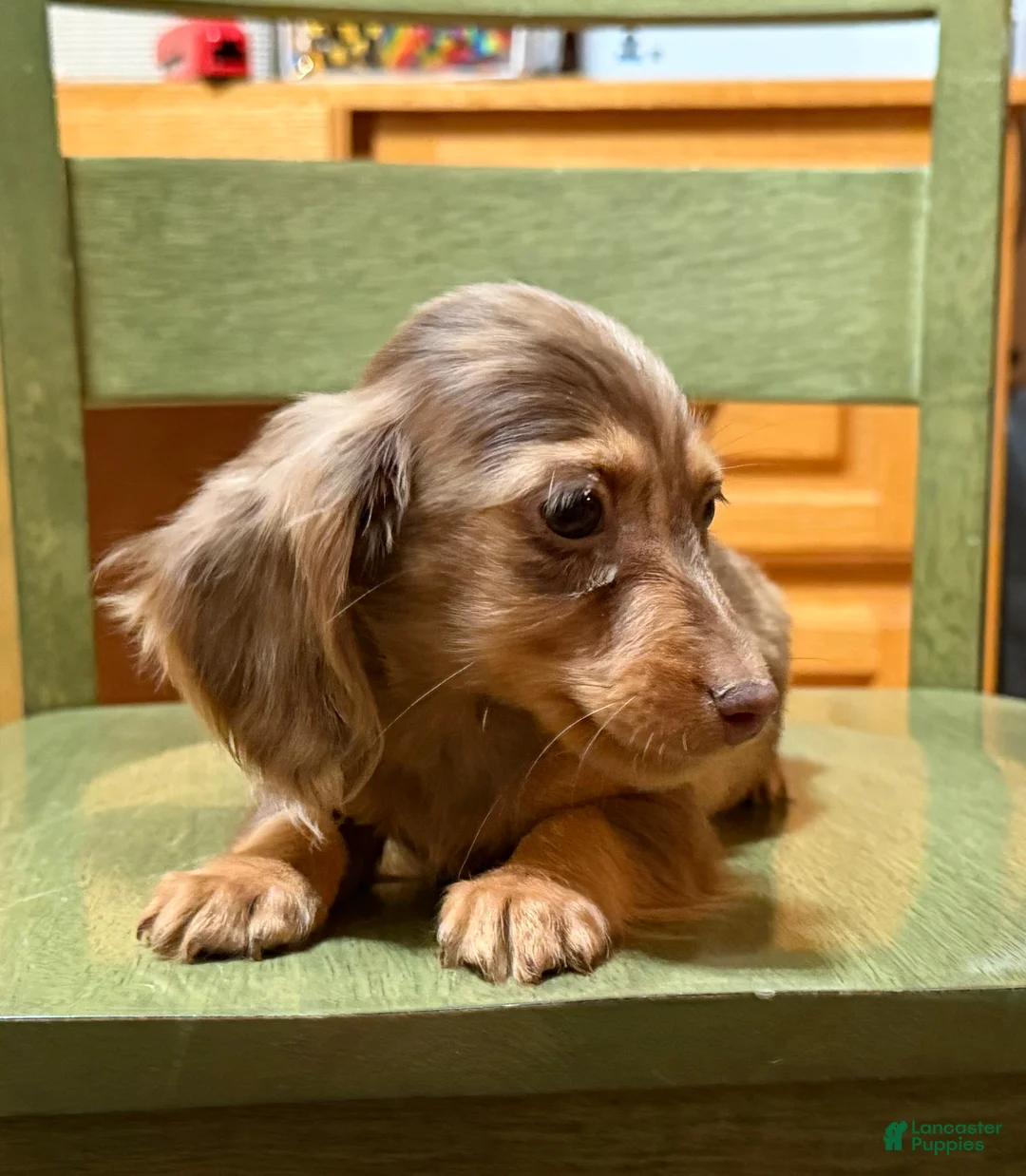 Miniature Dachshund dogs for sale: AKC Russian pra clear - Ad 106