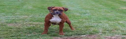Boxer dogs for sale: Rosie - Ad 7