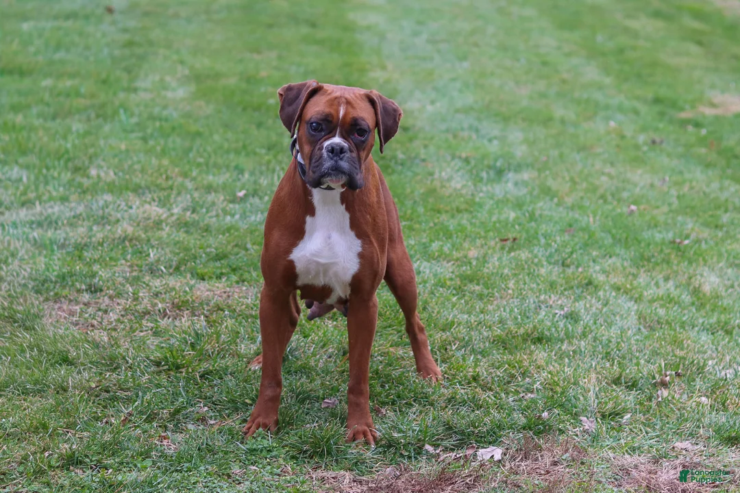 Boxer dogs for sale: Rosie - Ad 7