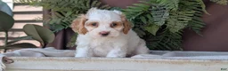 Cockapoo dogs for sale: Honey  - Ad 4