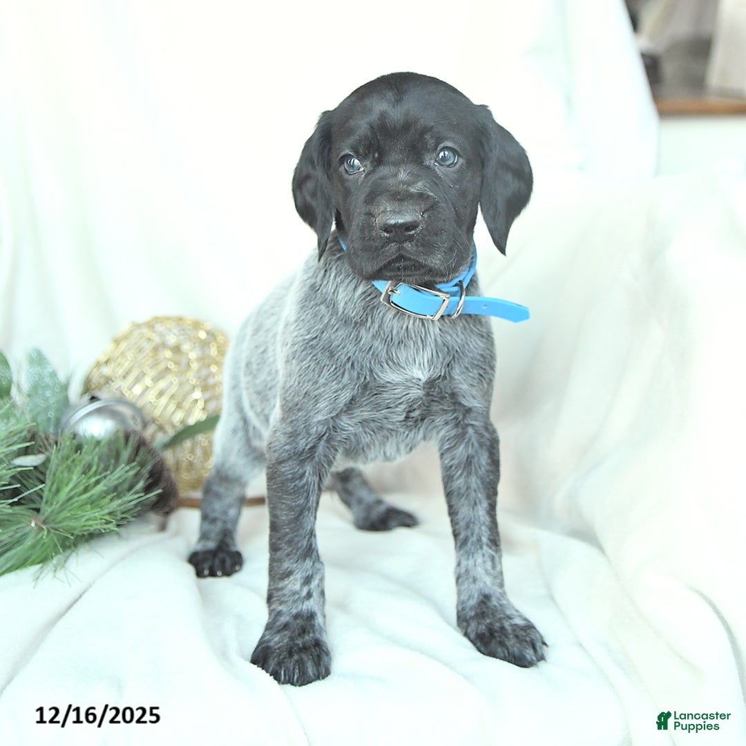 German Shorthaired Pointer dogs for sale: Dodger - Ad 2
