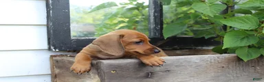 Miniature Dachshund 3
