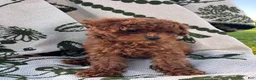 Toy Poodle dogs for sale: Sven - Ad 5