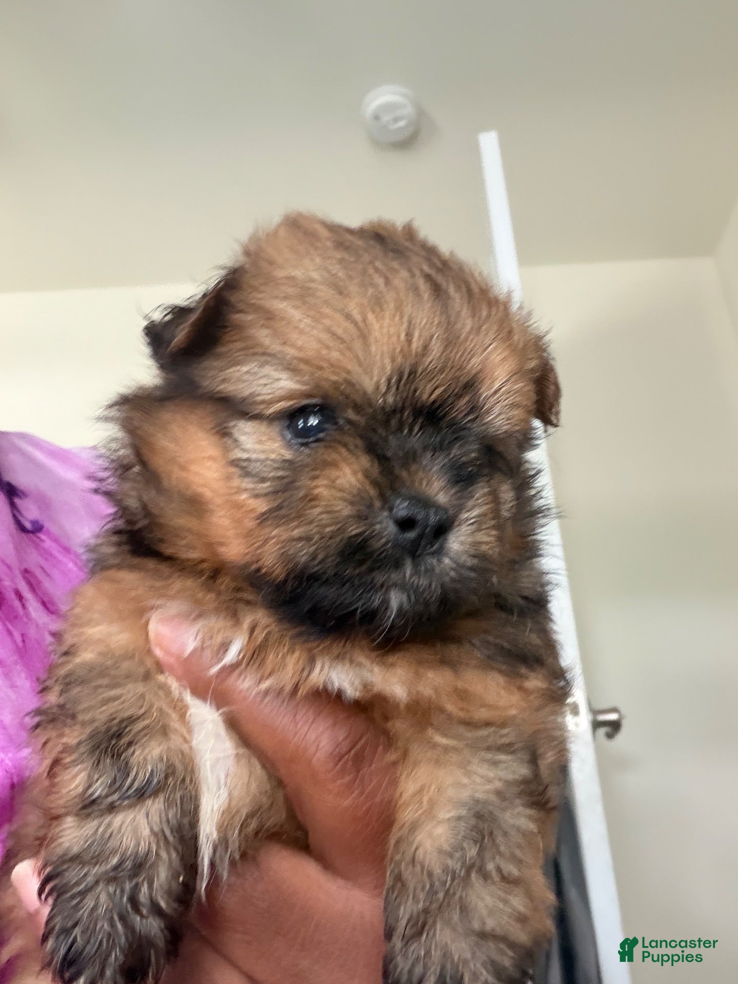 Mixed Breed dogs Mixed Breed 1 - Ad 41