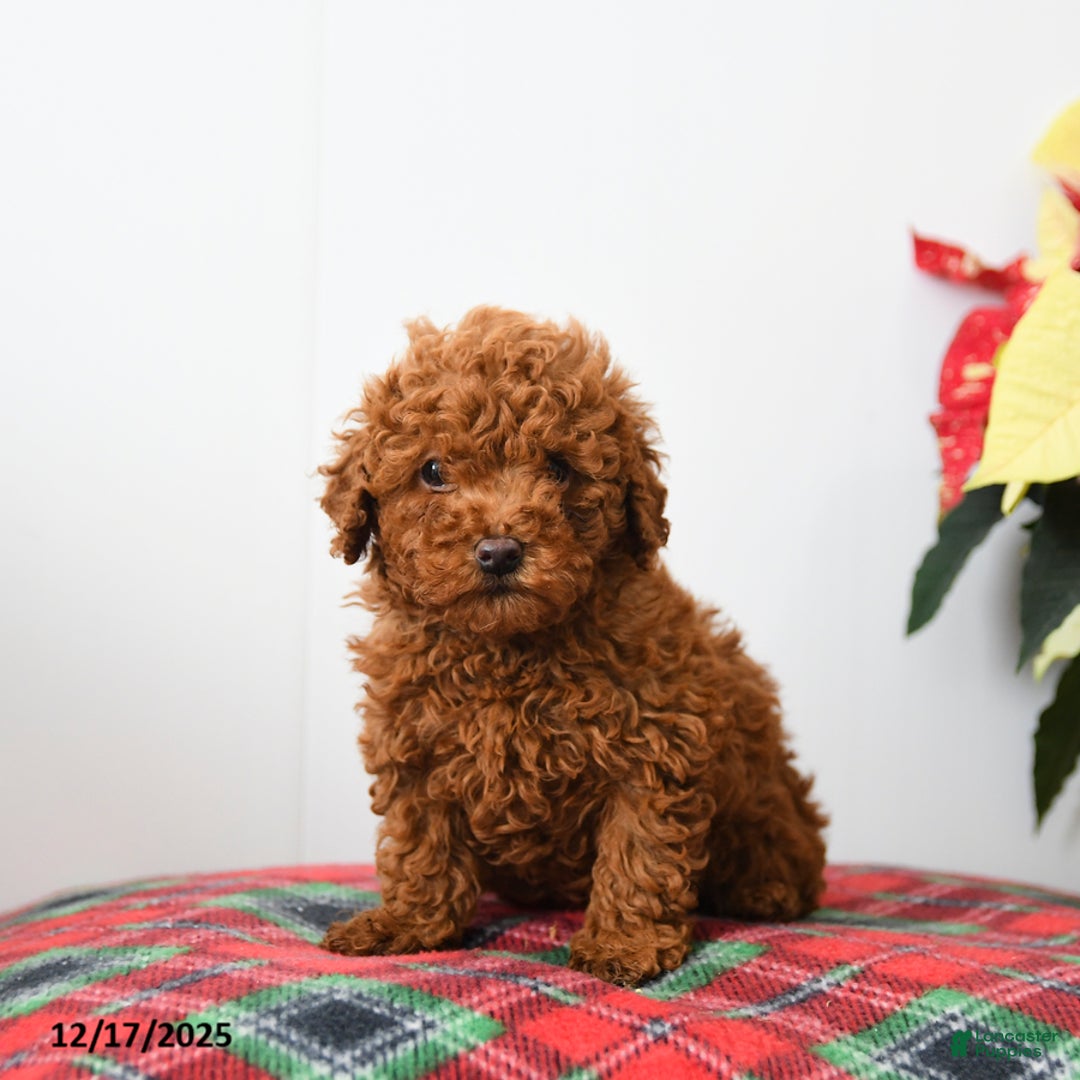 Miniature Poodle dogs for sale: Rooster - Ad 5