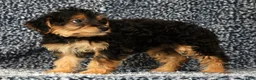 Yorkiepoo dogs for sale: Zelda - Ad 6