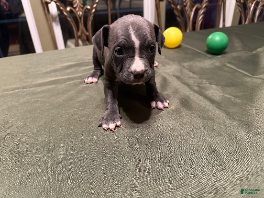 American Bully dogs for sale: Sadie (Purple) ABKC Blue - Ad 7