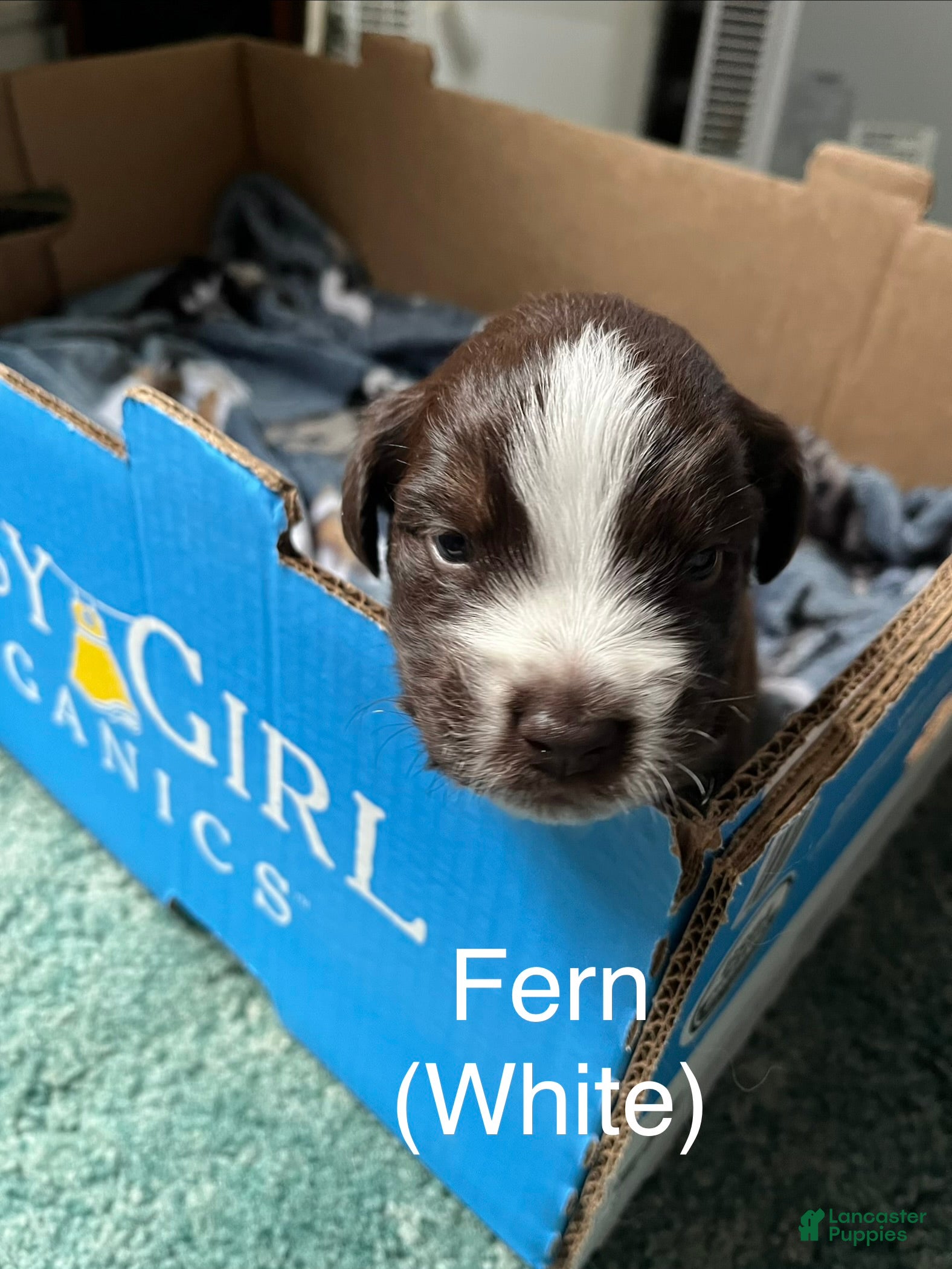 Australian Shepherd dogs Fern (White) - Ad 16