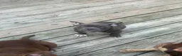 American Bully dogs for sale: Sky - Ad 3