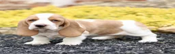 Basset Hound dogs for sale: Lani  - Ad 3
