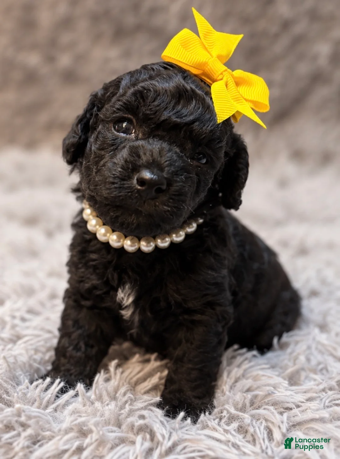 Toy Poodle dogs for sale: Mae  - Ad 2