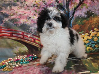 Toy Poodle dogs - Ad 25