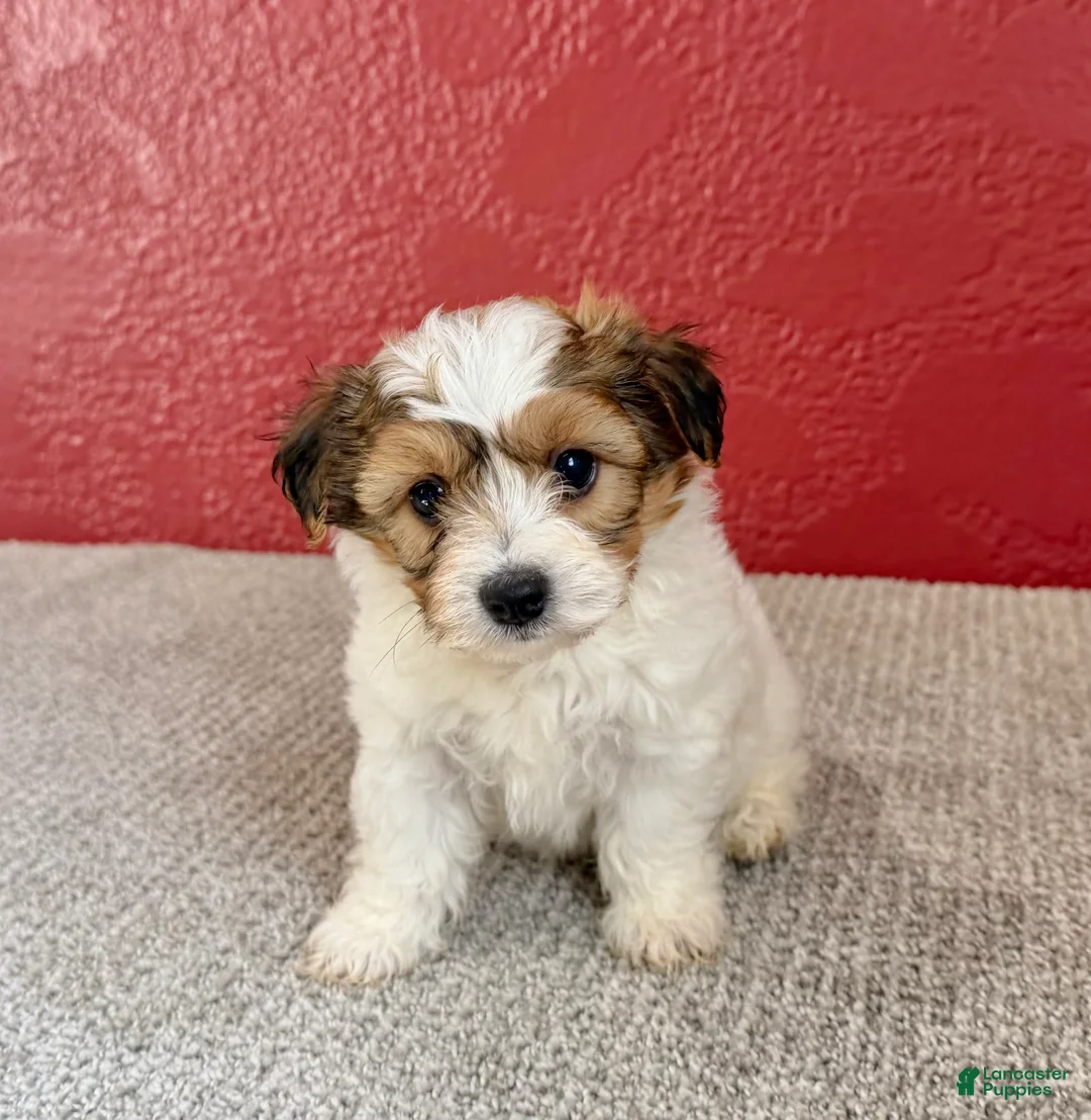 Teddy Bear dogs for sale: Jax - Ad 2