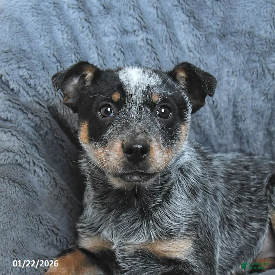 Australian Cattle Dog dogs for sale: Jade - Ad 3