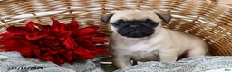 Pug dogs for sale: Holly - Ad 3