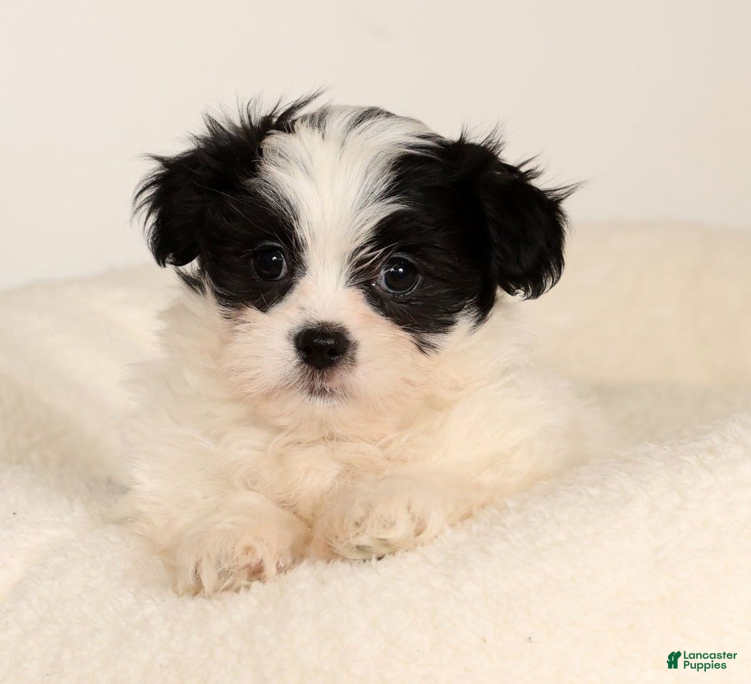 Malshi dogs for sale: Jasper - Ad 5